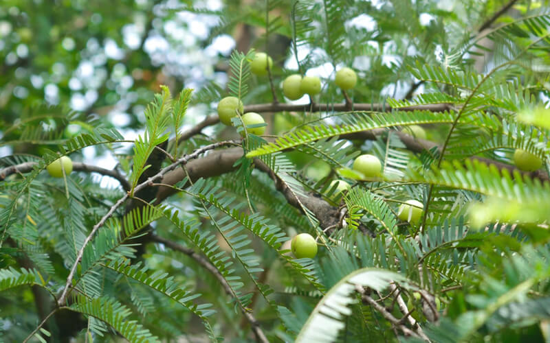 Benefits of Amla