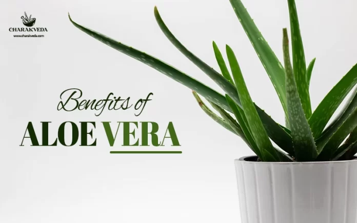 7 benefits of aloe vera