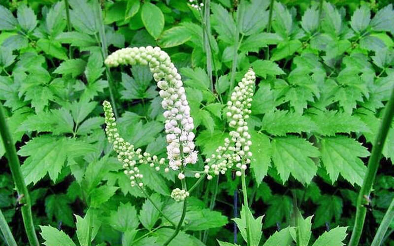 black cohosh