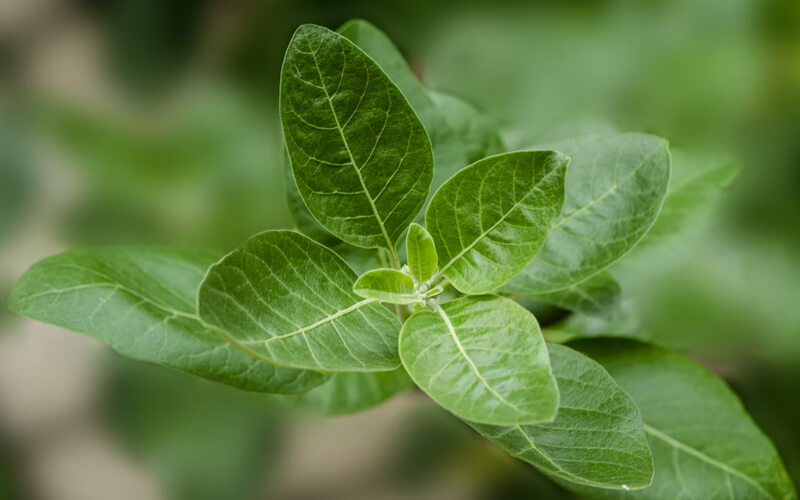 ashwagandha benefits