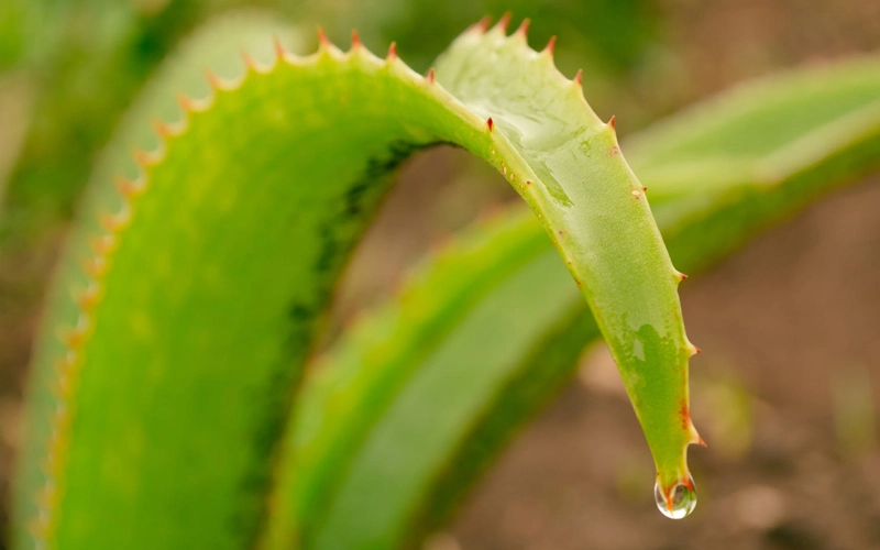 Aloe Vera