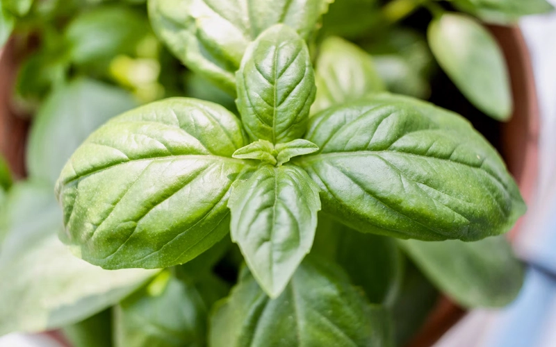 Basil or Tulsi Juice