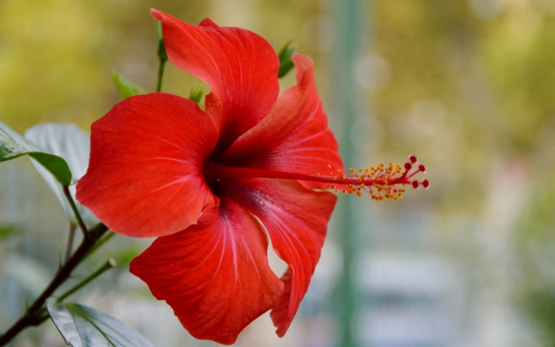 Hibiscus Flower