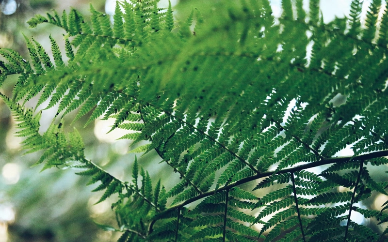 Neem Leaves