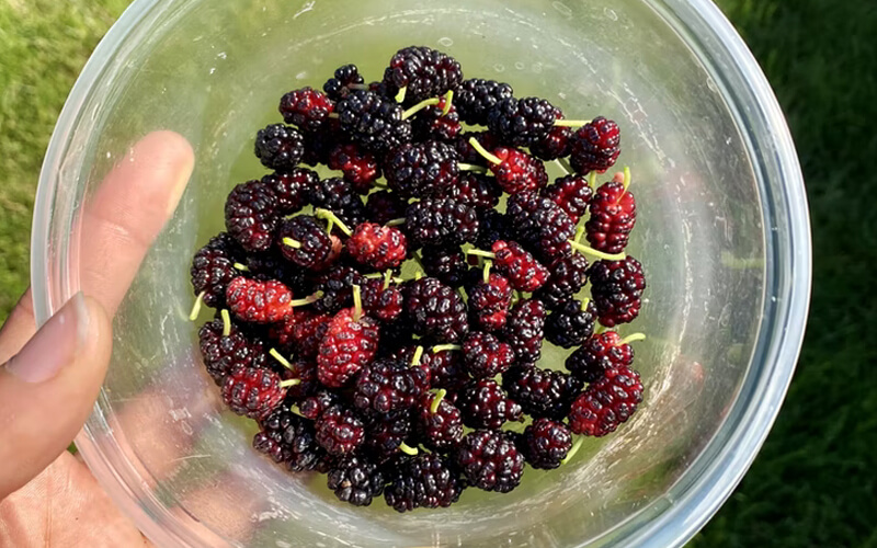 health Benefits of a bowl of Mulberries