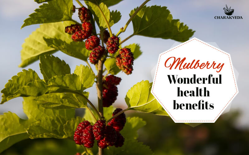 Mulberry (Shahtoot) wonderful health benefits